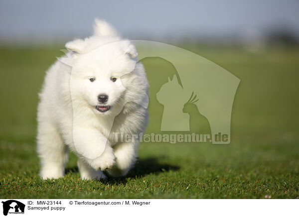 Samoyed puppy / MW-23144