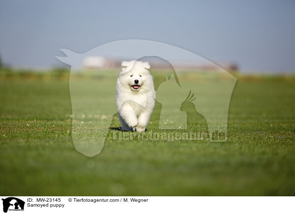 Samoyed puppy / MW-23145
