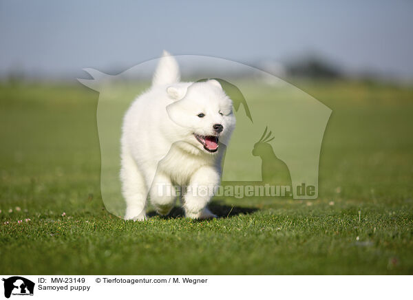 Samoyed puppy / MW-23149