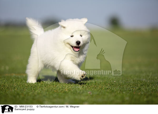 Samoyed puppy / MW-23153