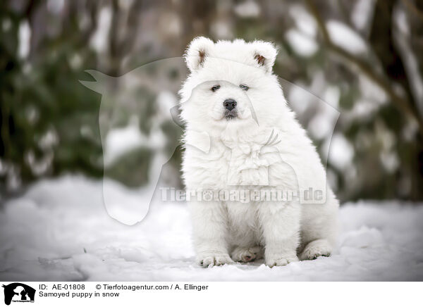 Samoyed puppy in snow / AE-01808