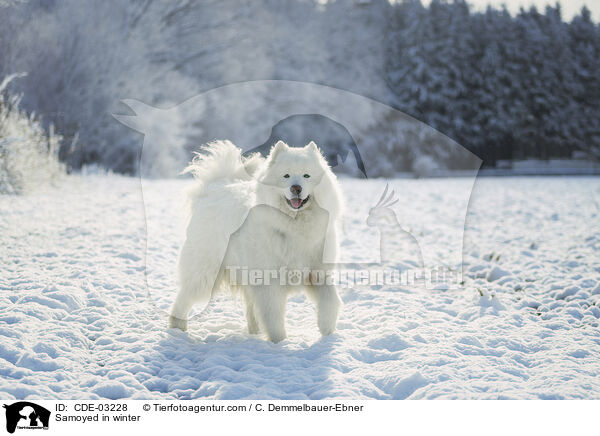 Samoyed in winter / CDE-03228