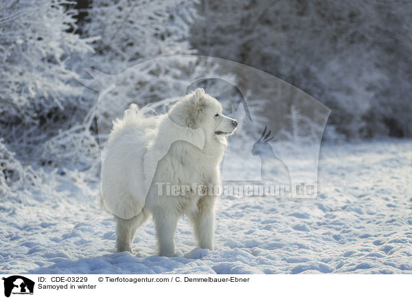 Samoyed in winter / CDE-03229