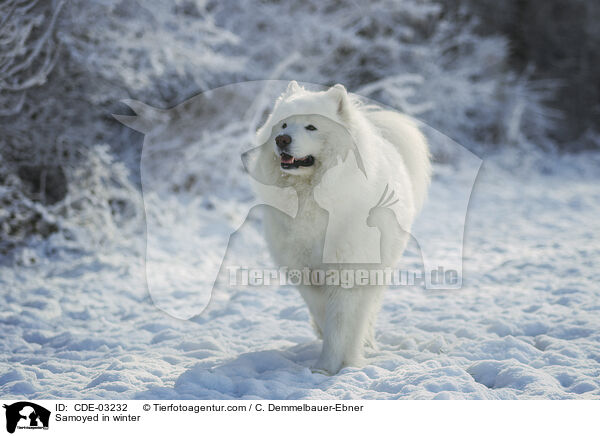Samoyed in winter / CDE-03232