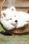 Samoyed Puppy in a basket