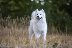 Samoyed on stubble field