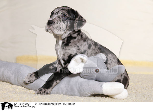 Saupacker Puppy / RR-48001
