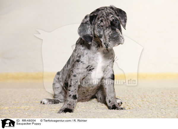 Saupacker Puppy / RR-48004