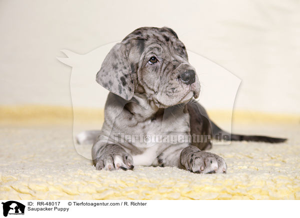 Saupacker Puppy / RR-48017