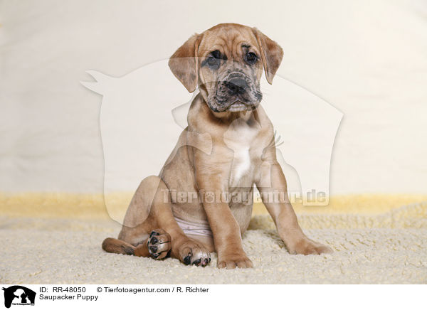 Saupacker Puppy / RR-48050