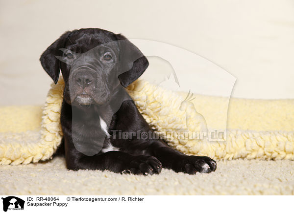 Saupacker Puppy / RR-48064