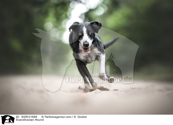 Europischer Schlittenhund / Scandinavian Hound / SGR-01689