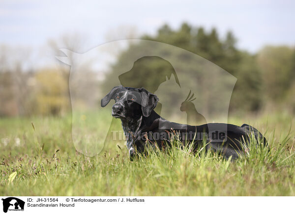 Europischer Schlittenhund / Scandinavian Hound / JH-31564