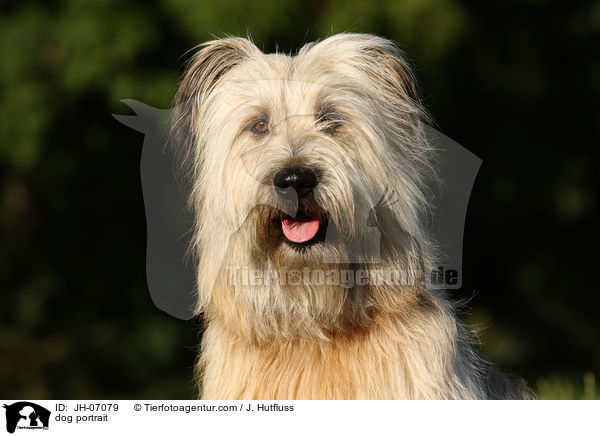 dog portrait / JH-07079