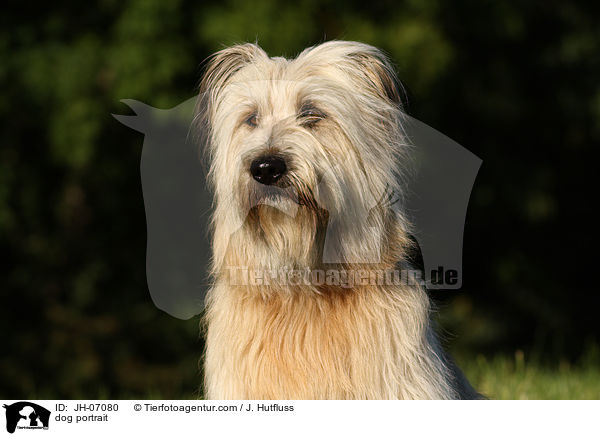 dog portrait / JH-07080