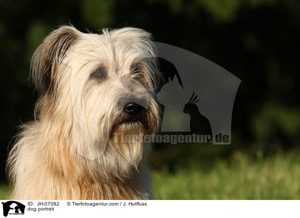 dog portrait / JH-07082