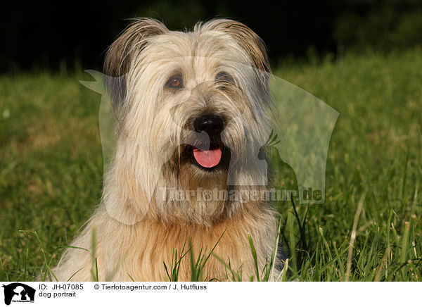 dog portrait / JH-07085