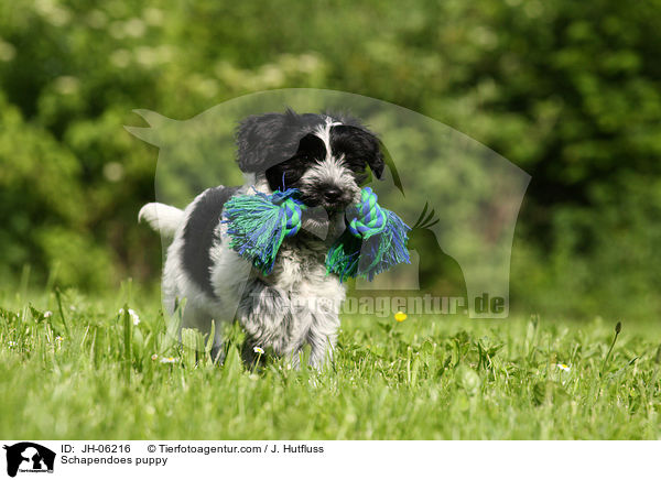 Schapendoes puppy / JH-06216