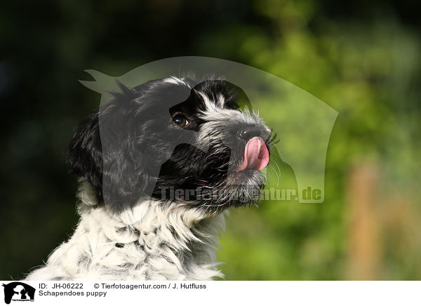 Schapendoes puppy / JH-06222