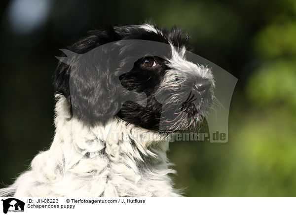 Schapendoes puppy / JH-06223