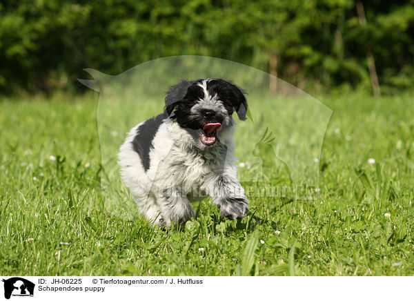 Schapendoes puppy / JH-06225