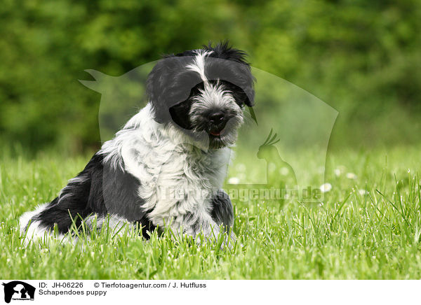Schapendoes puppy / JH-06226