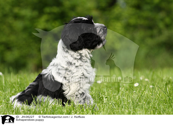 Schapendoes puppy / JH-06227