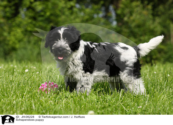 Schapendoes puppy / JH-06228