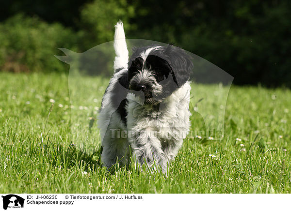 Schapendoes puppy / JH-06230
