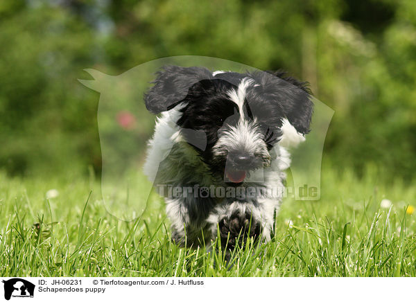 Schapendoes puppy / JH-06231