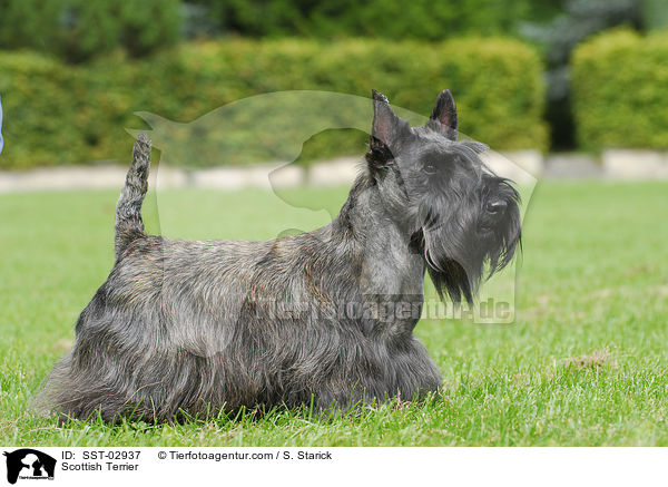 Scottish Terrier / SST-02937