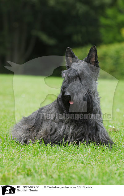 Scottish Terrier / SST-02956