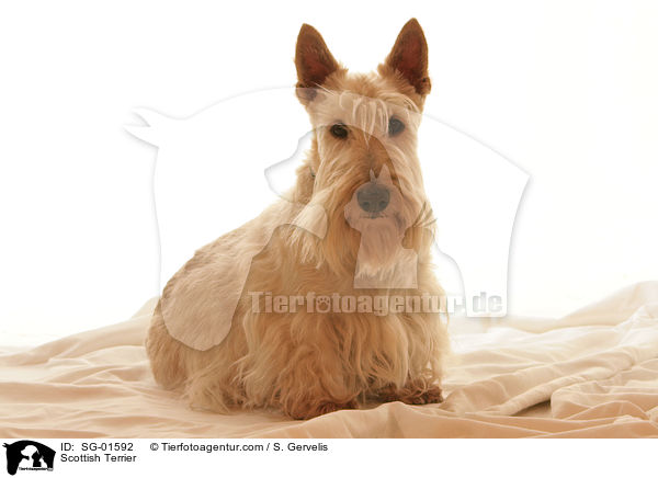 Scottish Terrier / SG-01592