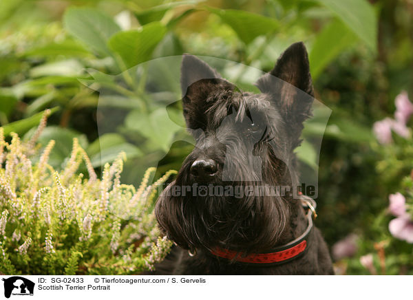 Scottish Terrier Portrait / SG-02433