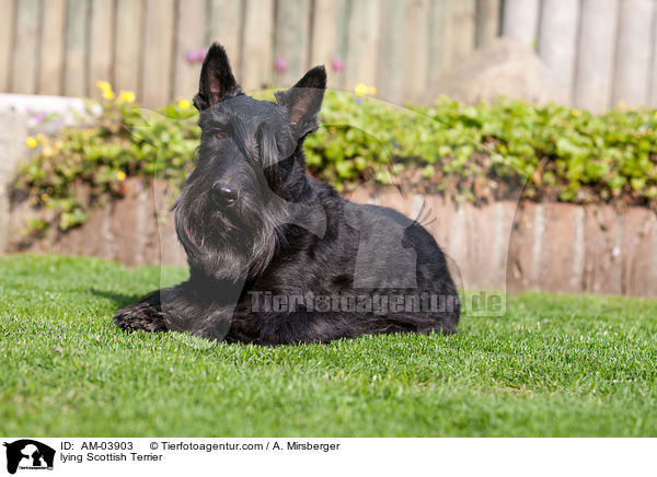 lying Scottish Terrier / AM-03903