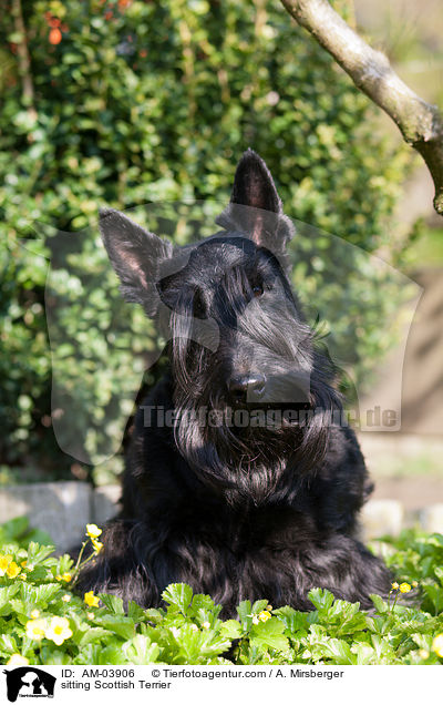 sitting Scottish Terrier / AM-03906