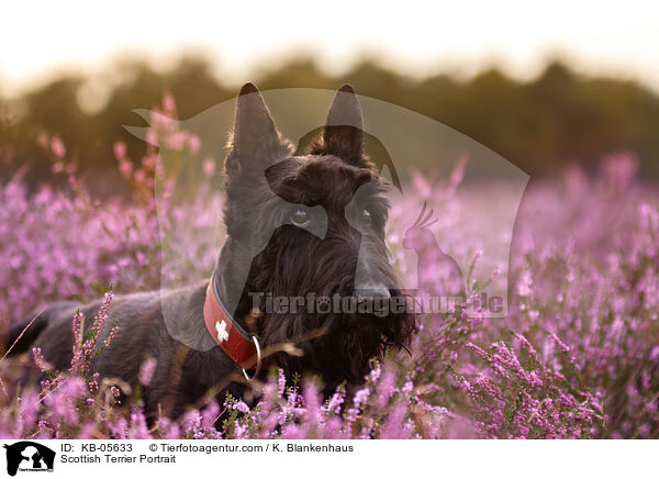 Scottish Terrier Portrait / KB-05633
