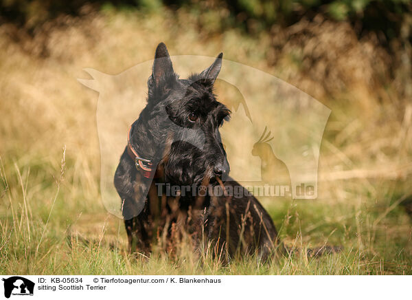 sitting Scottish Terrier / KB-05634