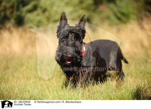 Scottish Terrier / KB-05639