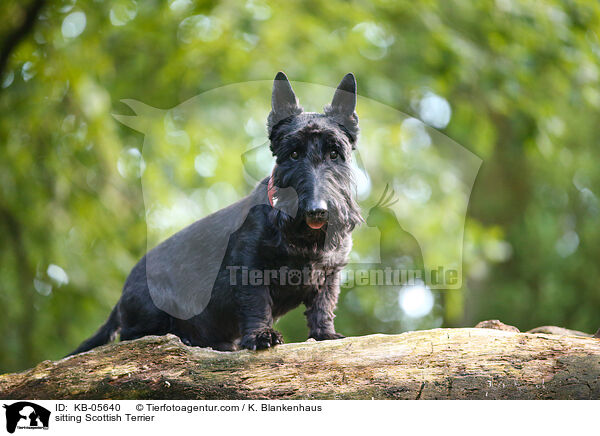 sitting Scottish Terrier / KB-05640