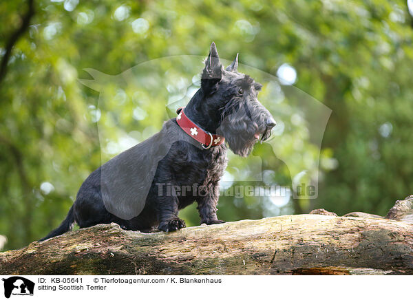 sitting Scottish Terrier / KB-05641