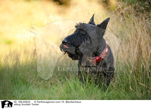 sitting Scottish Terrier / KB-05642