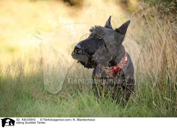 sitting Scottish Terrier / KB-05643