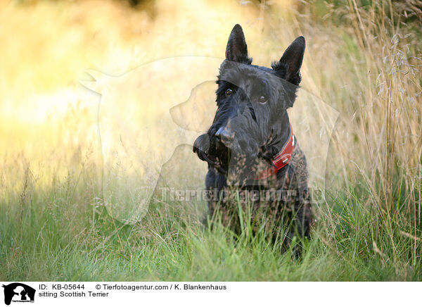 sitting Scottish Terrier / KB-05644