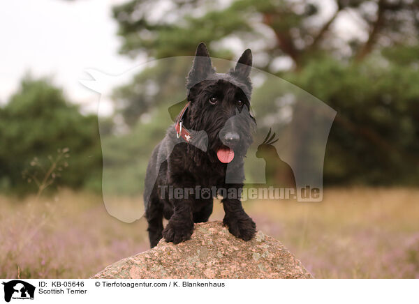 Scottish Terrier / KB-05646