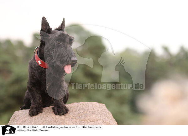 sitting Scottish Terrier / KB-05647