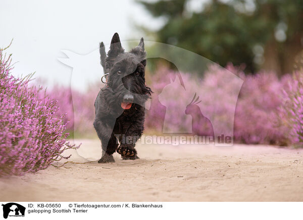 galopping Scottish Terrier / KB-05650