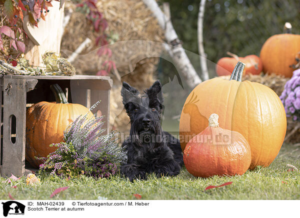 Scotch Terrier at autumn / MAH-02439