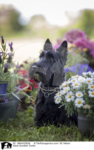 black Scottish Terrier / MAH-02828