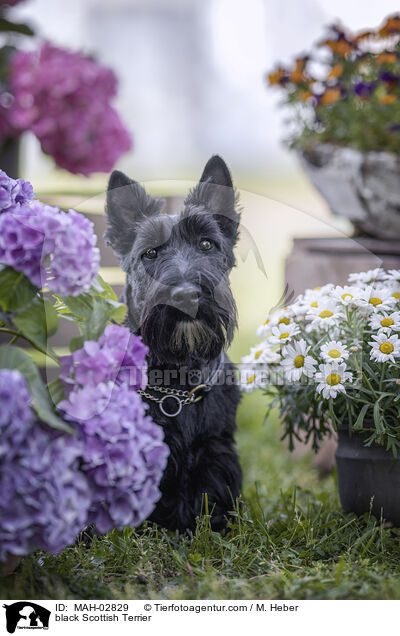 black Scottish Terrier / MAH-02829